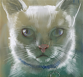 Silver
                            Shadow